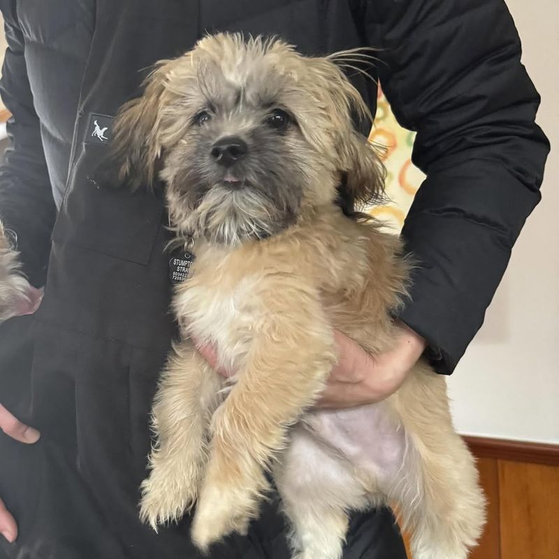 Lhasa Apso