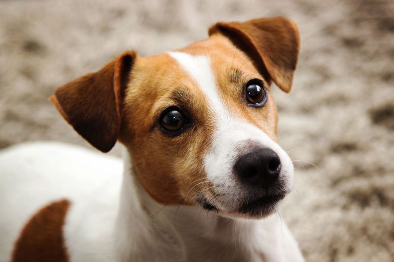 Jack Russell Terrier