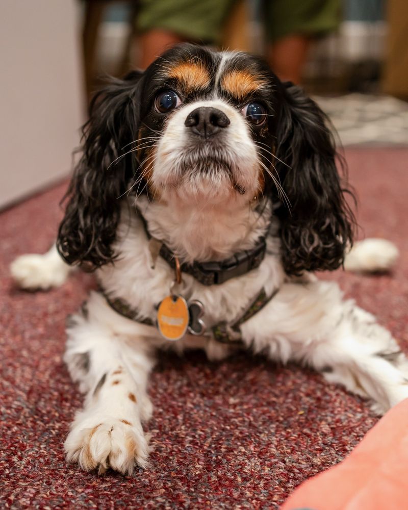 Cavalier King Charles Spaniel
