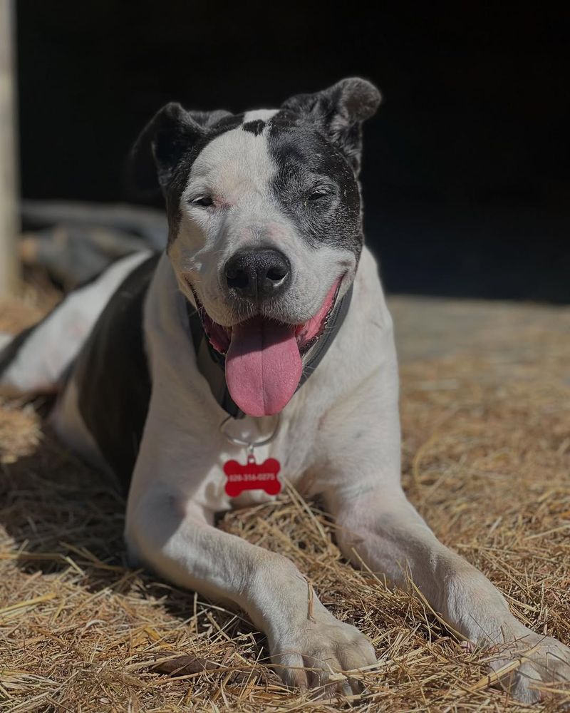 American Pit Bull Terrier