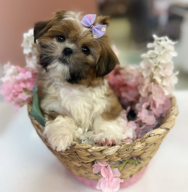 Shih Tzu