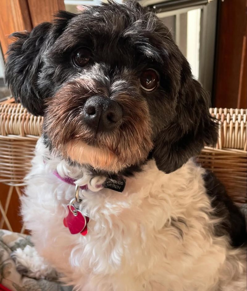 Havanese