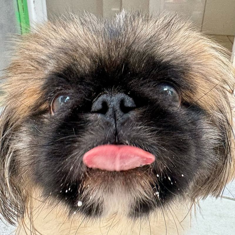 Pekingese