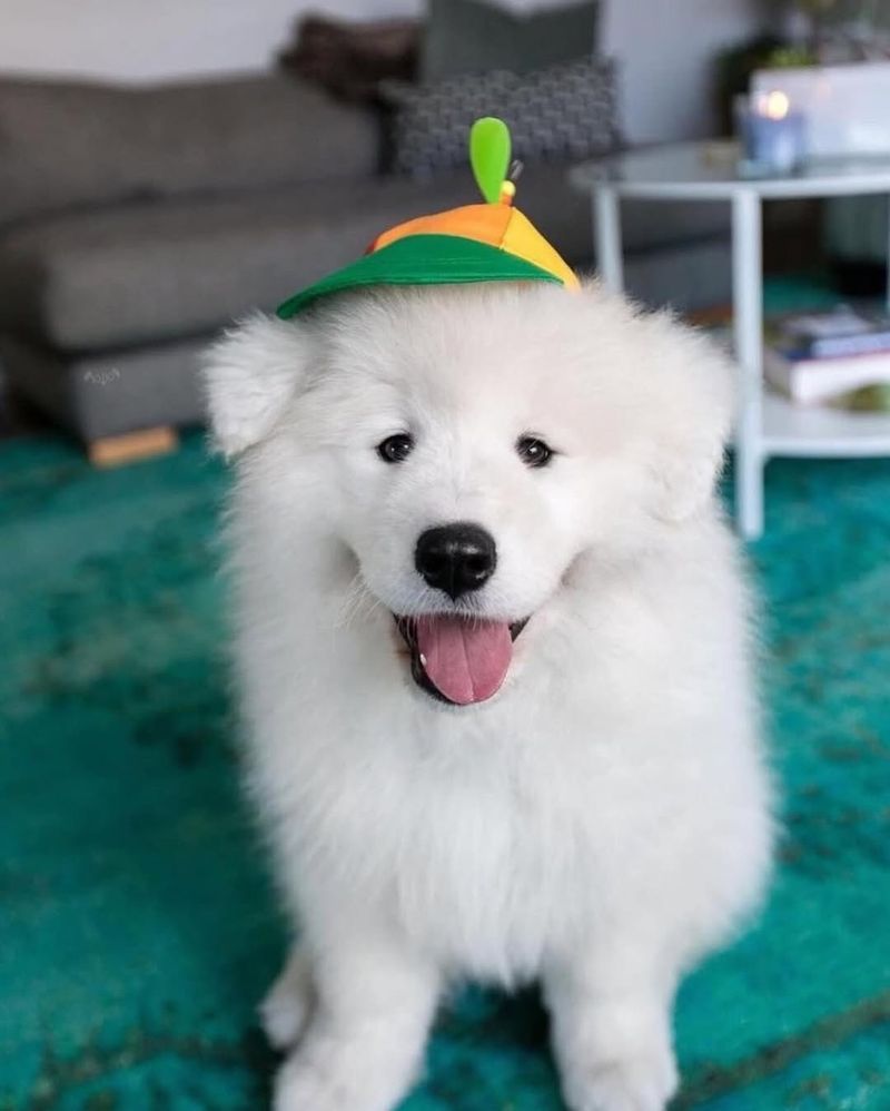 Samoyed