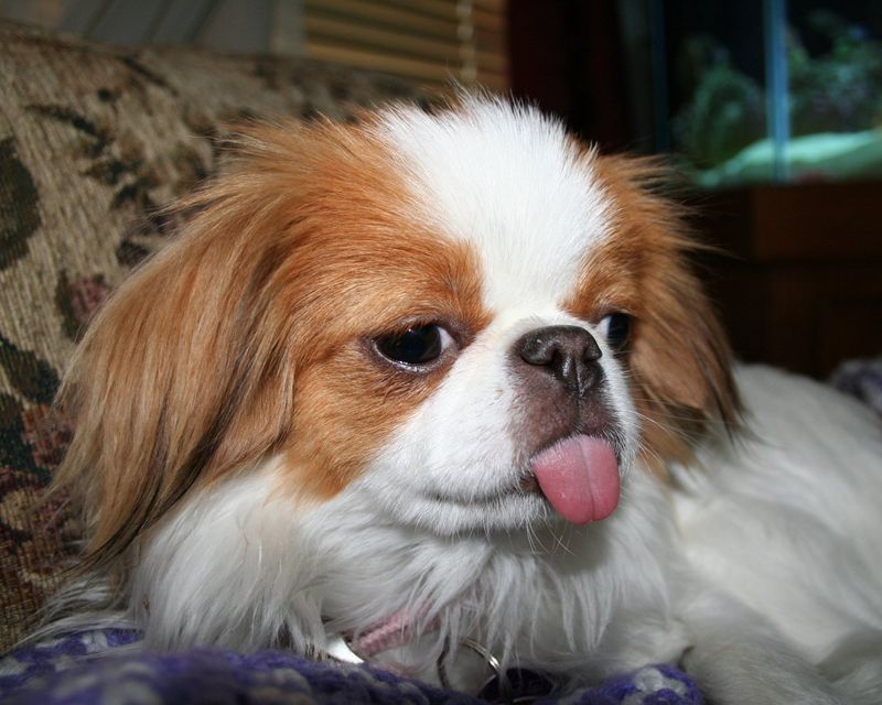 Japanese Chin