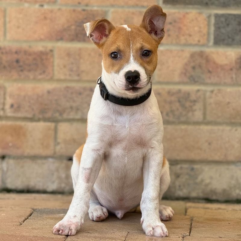 Jack Russell Terrier