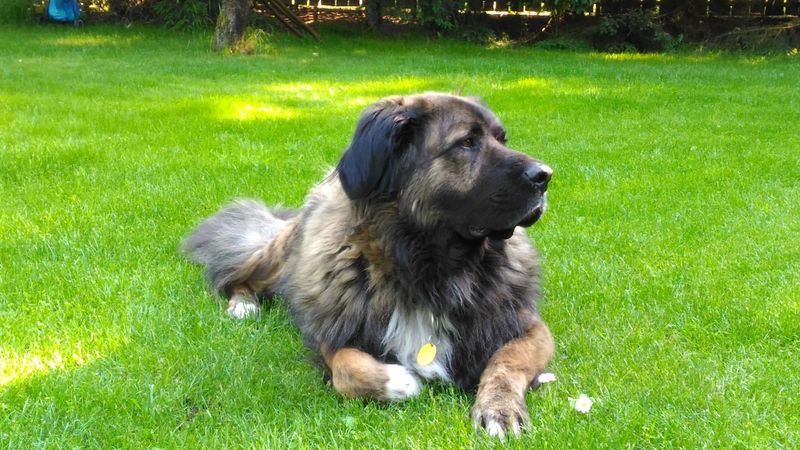 Estrela Mountain Dog