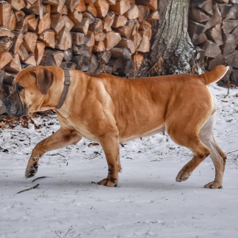 Boerboel