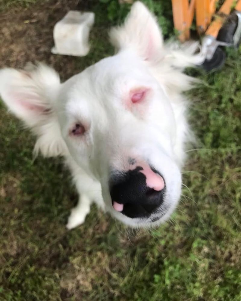 Great Pyrenees