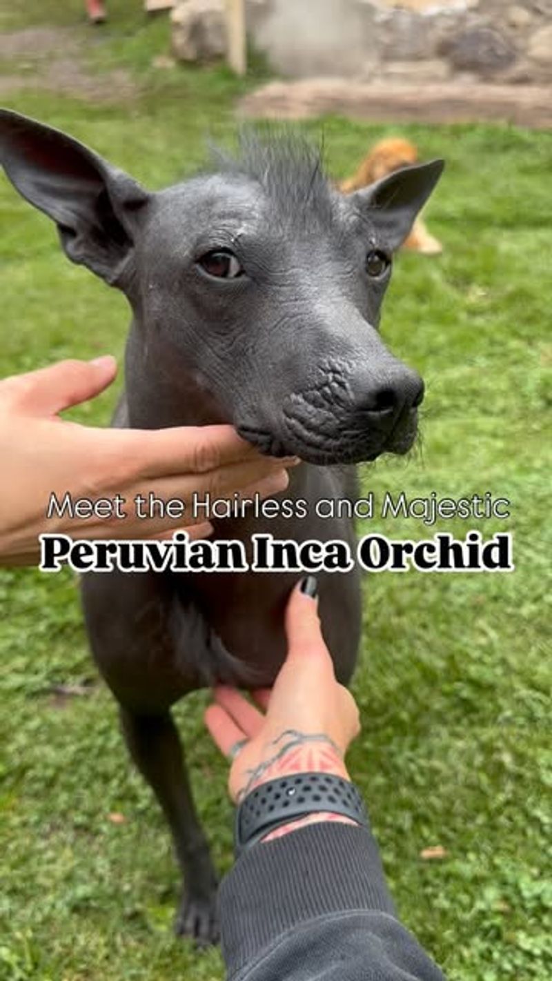 Peruvian Inca Orchid