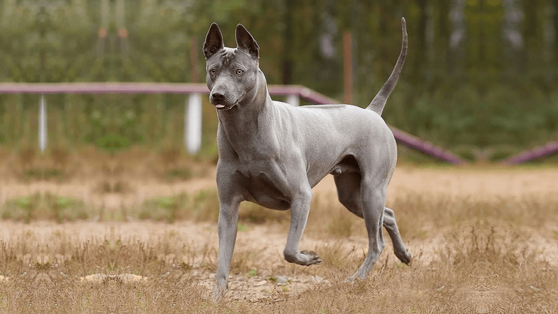 Thai Ridgeback