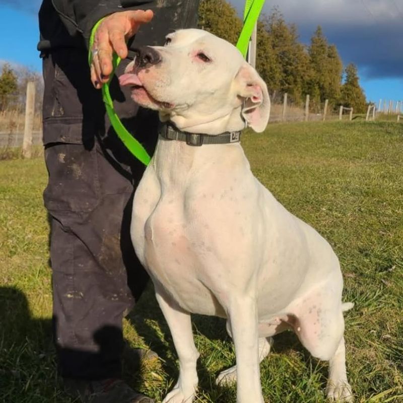 Dogo Argentino