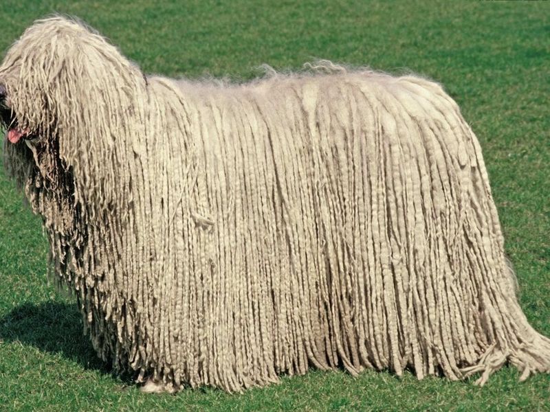 Komondor