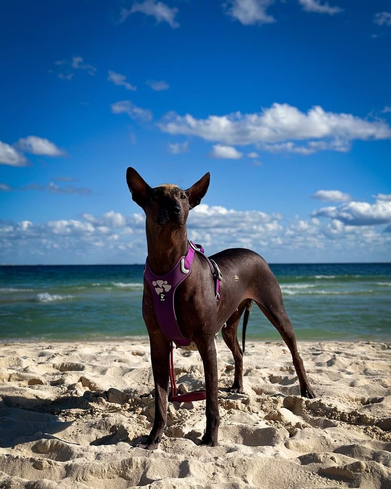 Xoloitzcuintli