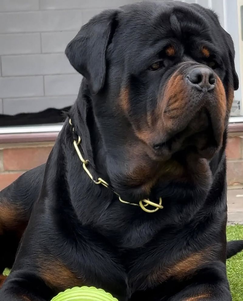 Rottweiler