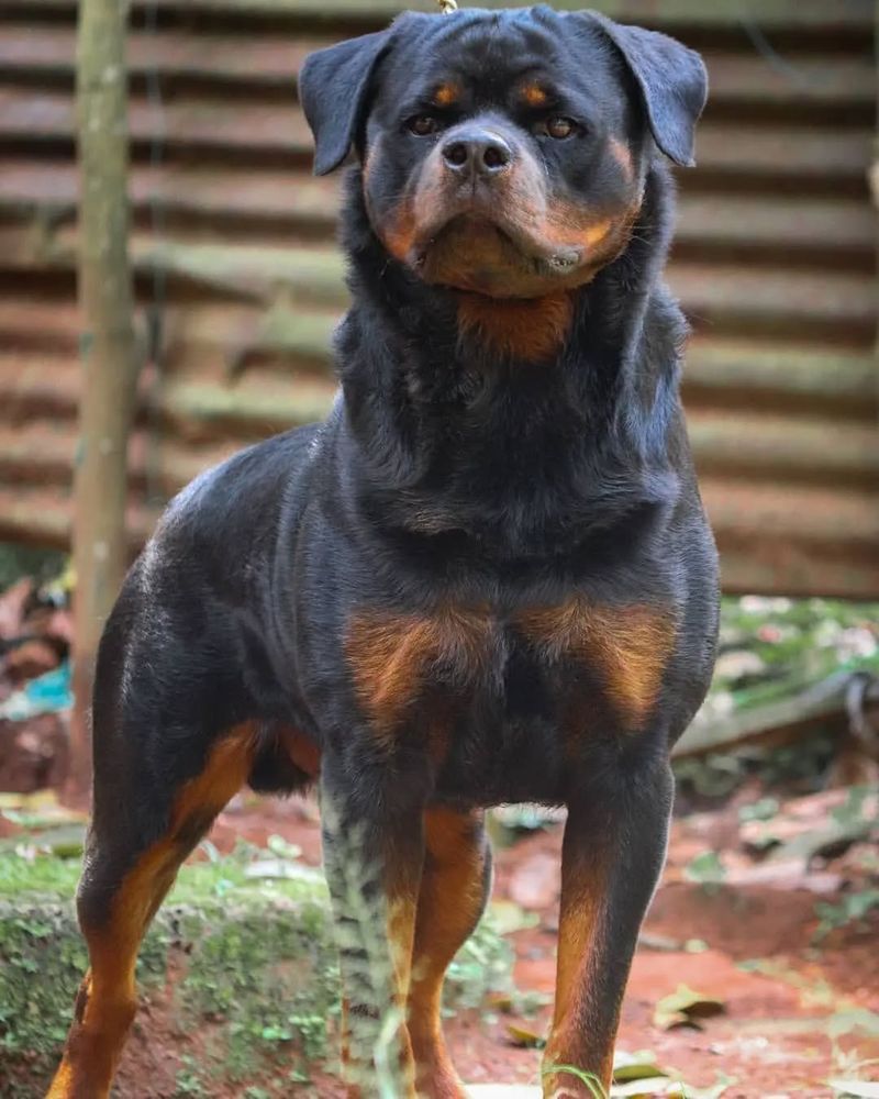 Rottweiler