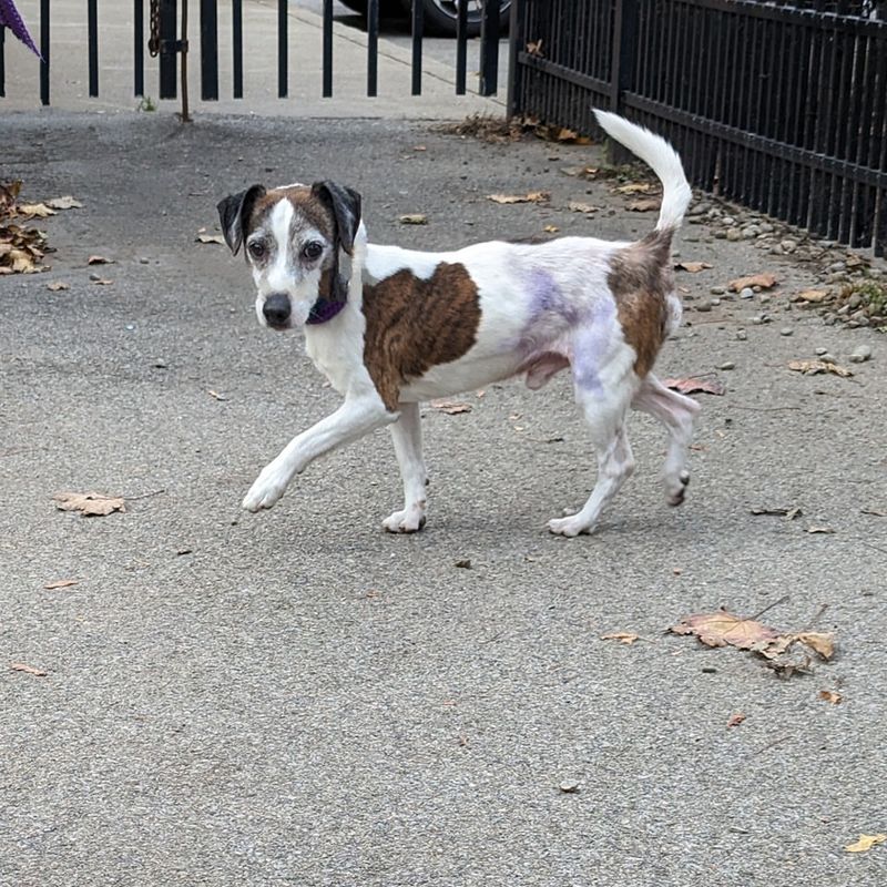 Jack Russell Terrier