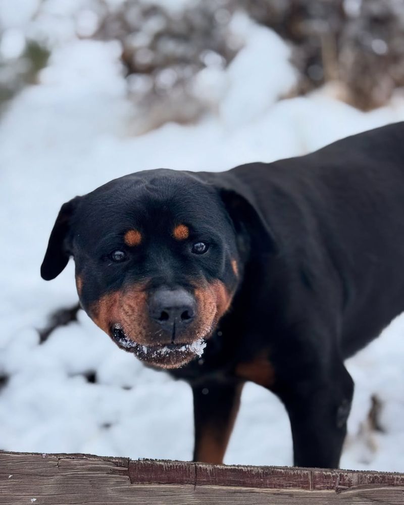 Rottweiler