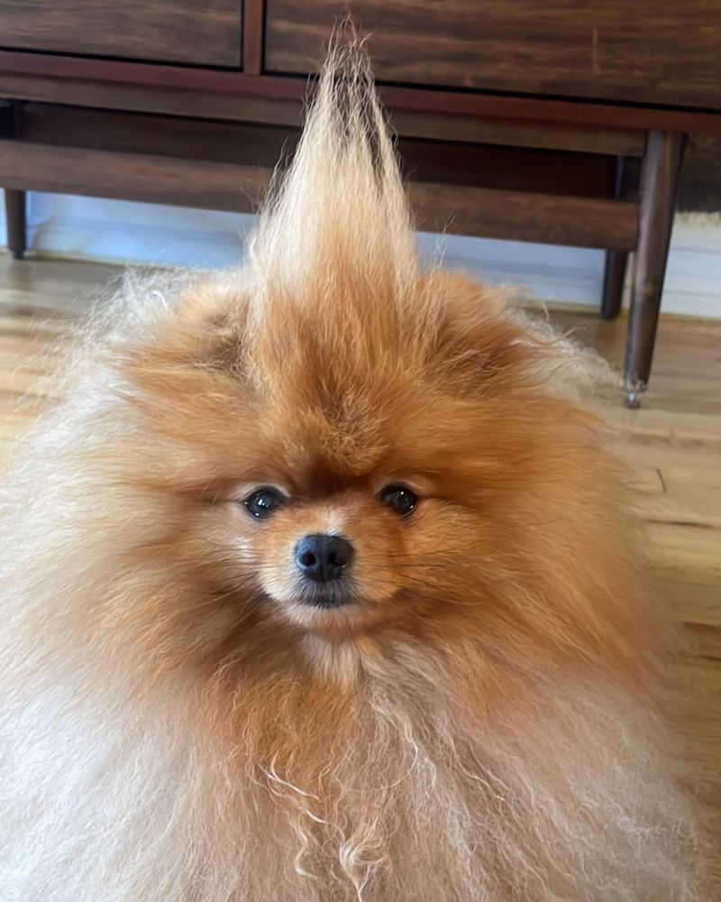 Pomeranian