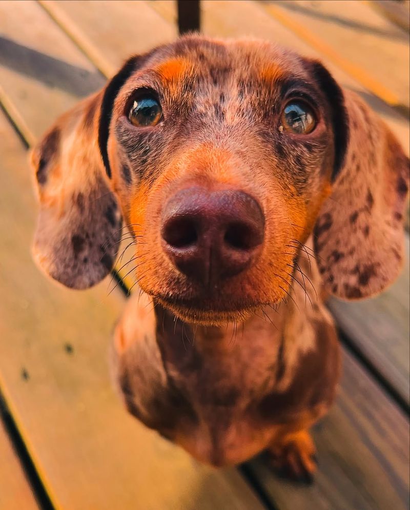 Dachshund