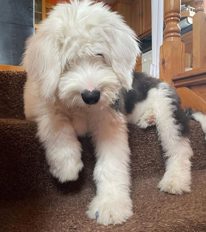 Old English Sheepdog