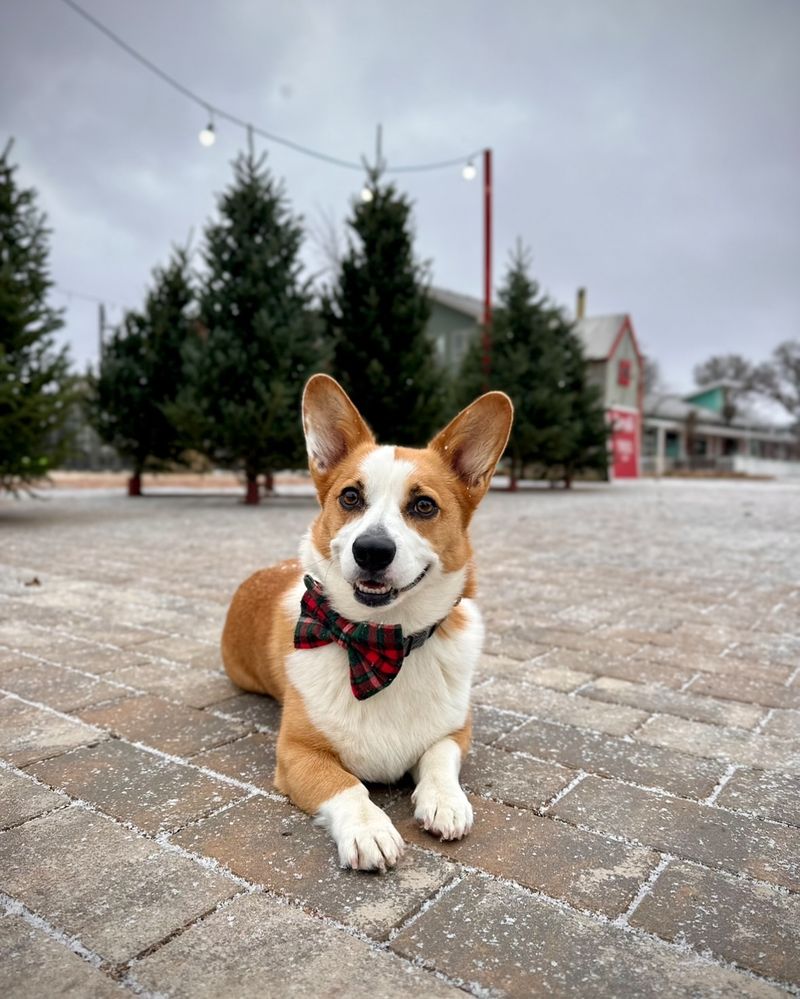 Pembroke Welsh Corgi