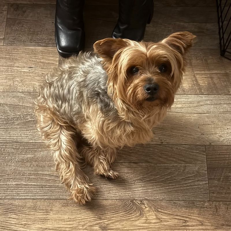 Yorkshire Terrier