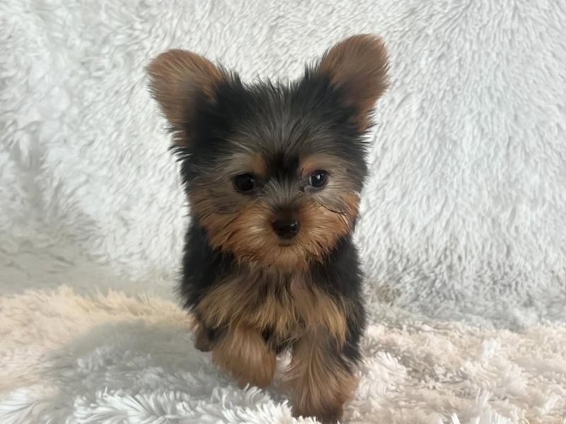 Yorkshire Terrier