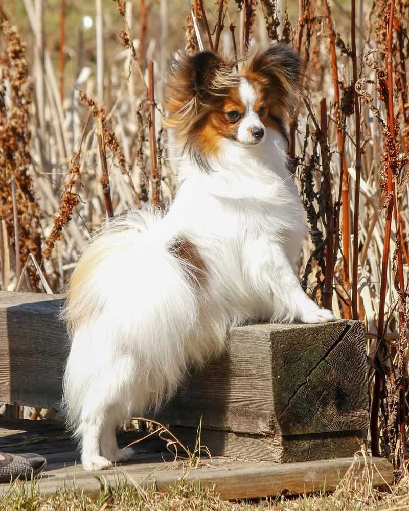 Papillon