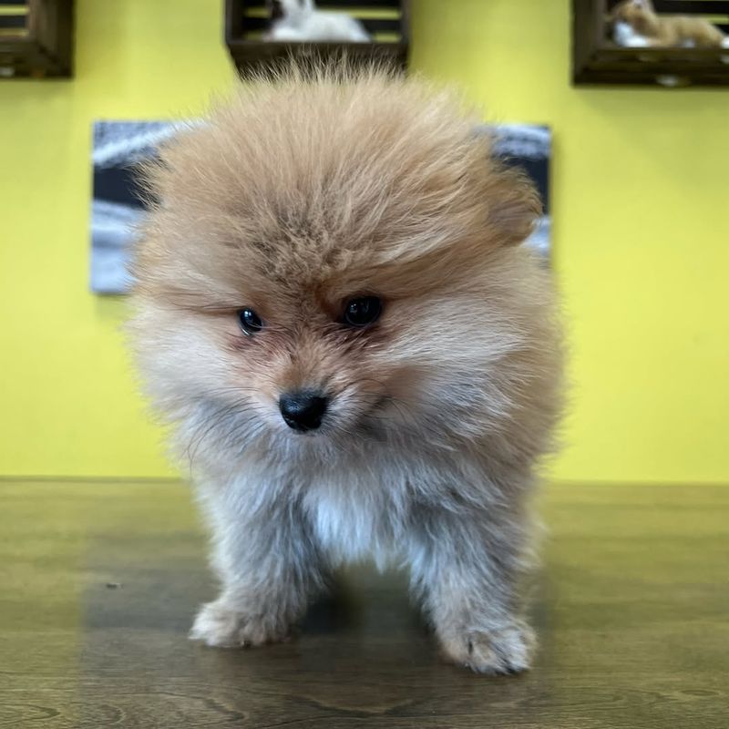 Pomeranian