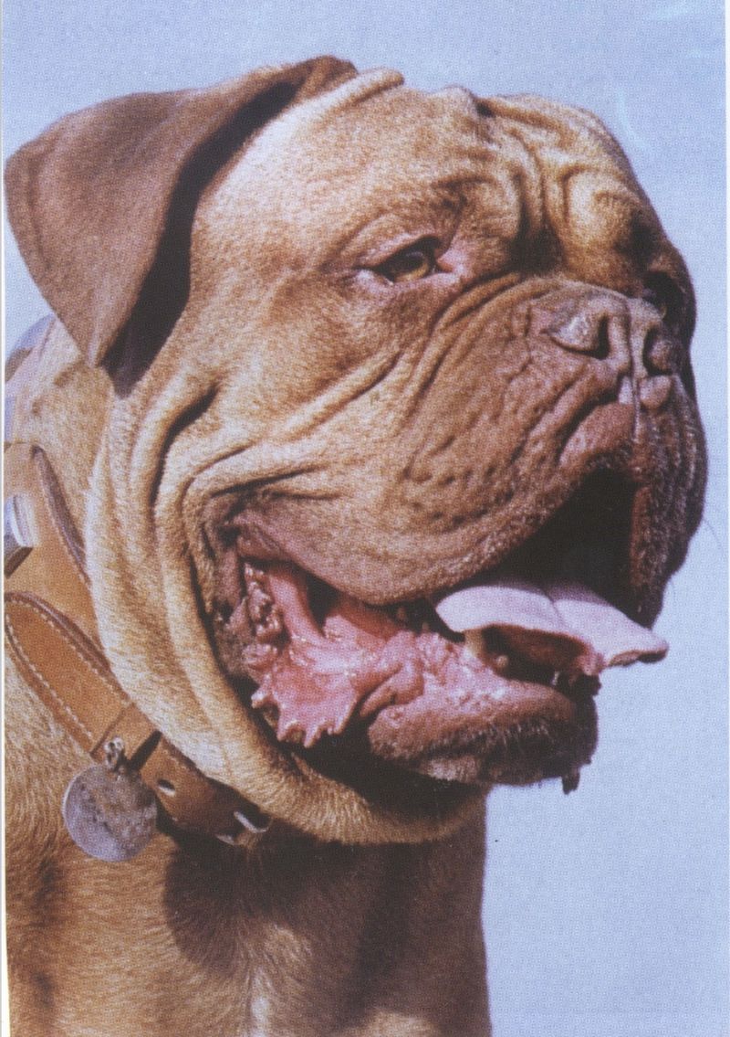 Dogue de Bordeaux