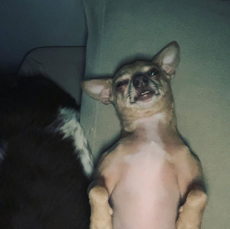 Chihuahua