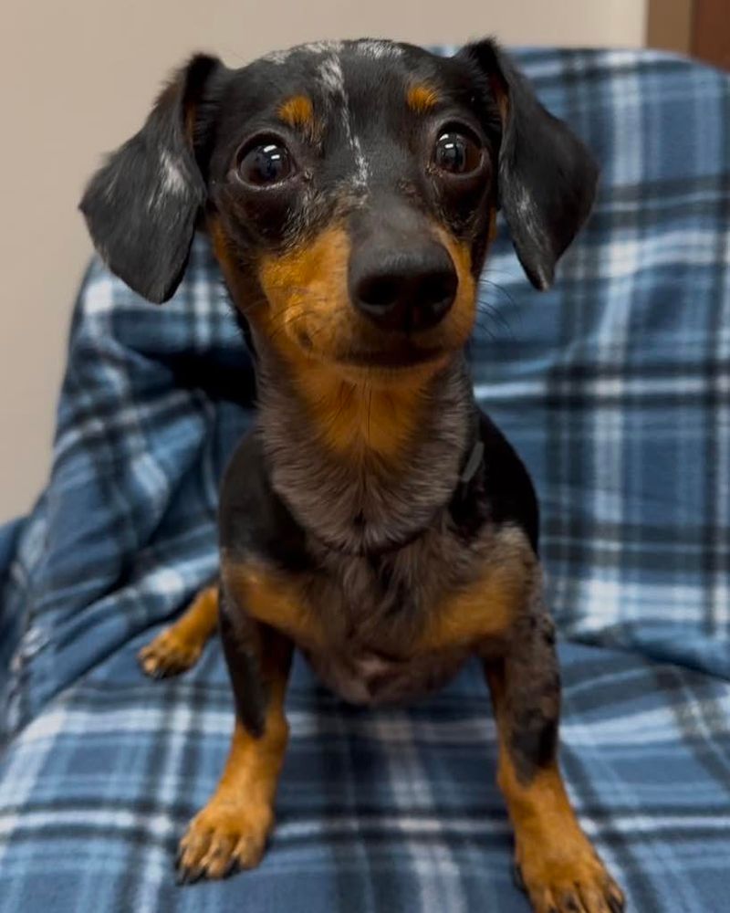 Dachshund