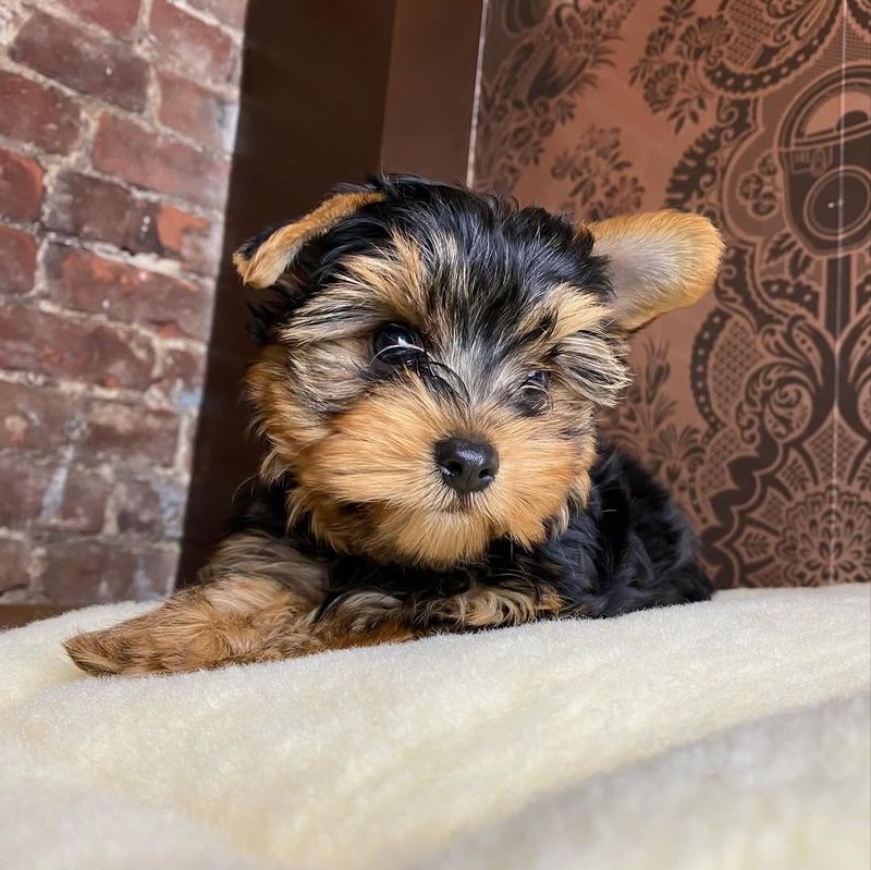 Yorkshire Terrier