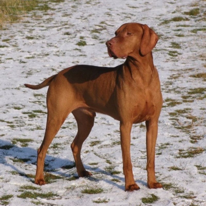 Vizsla