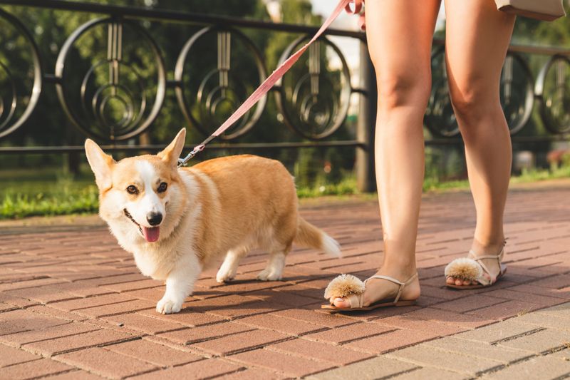 Pembroke Welsh Corgi