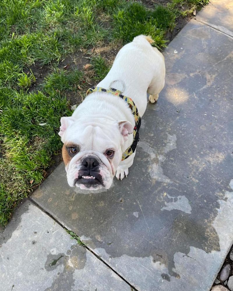 Bulldog