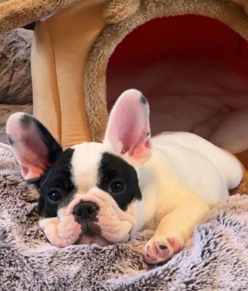 French Bulldog