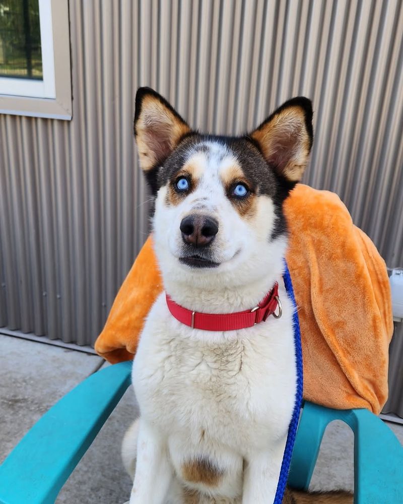 Siberian Husky