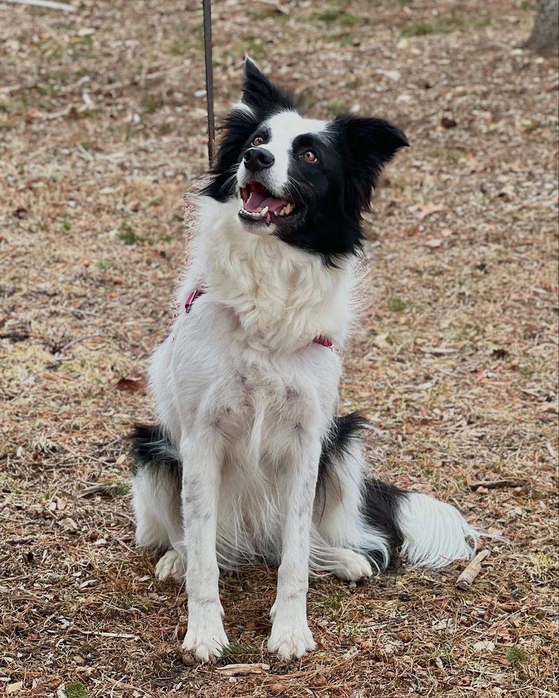 Border Collie