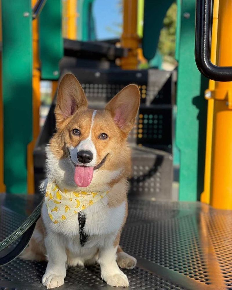 Corgi