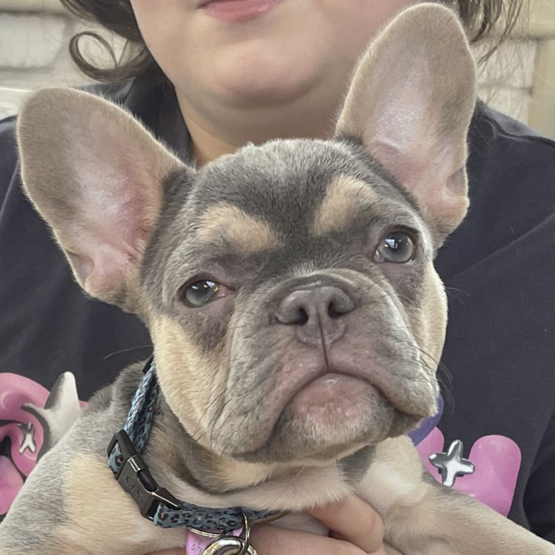 French Bulldog