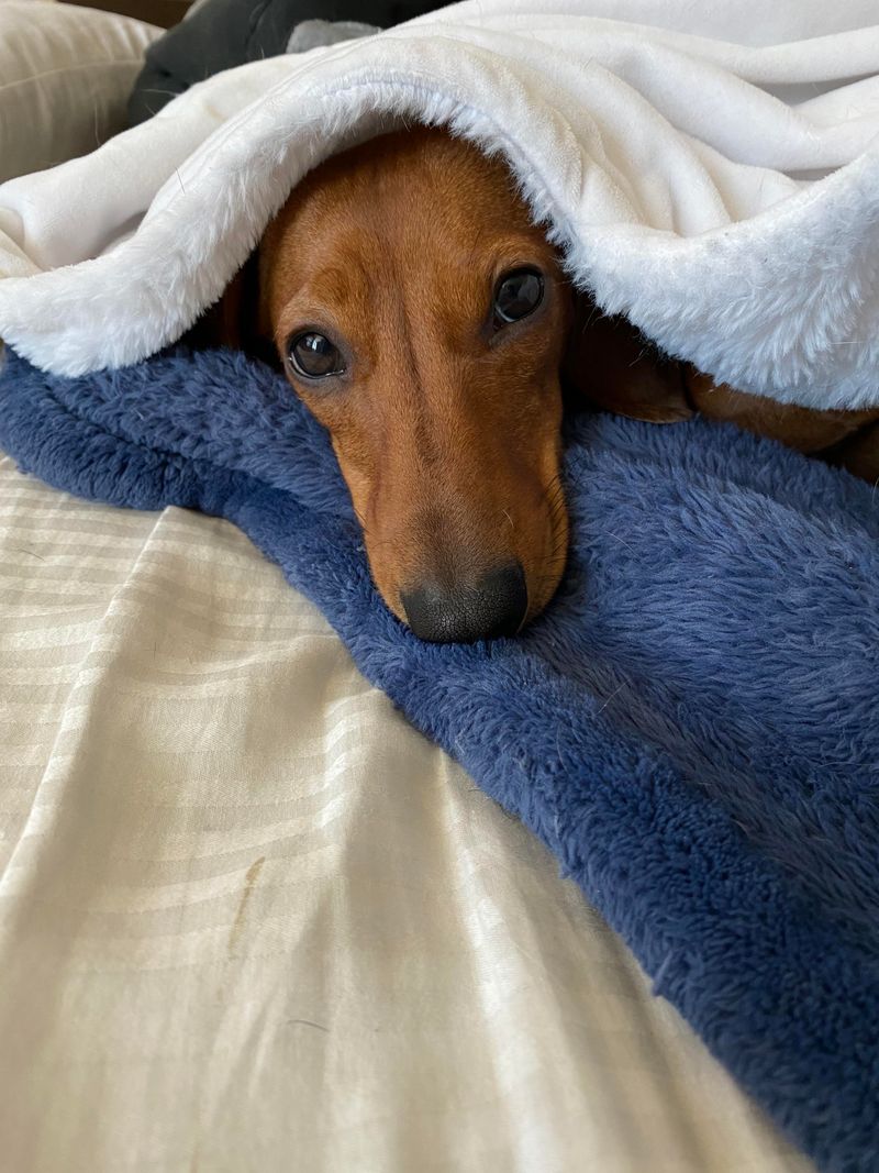 Dachshund