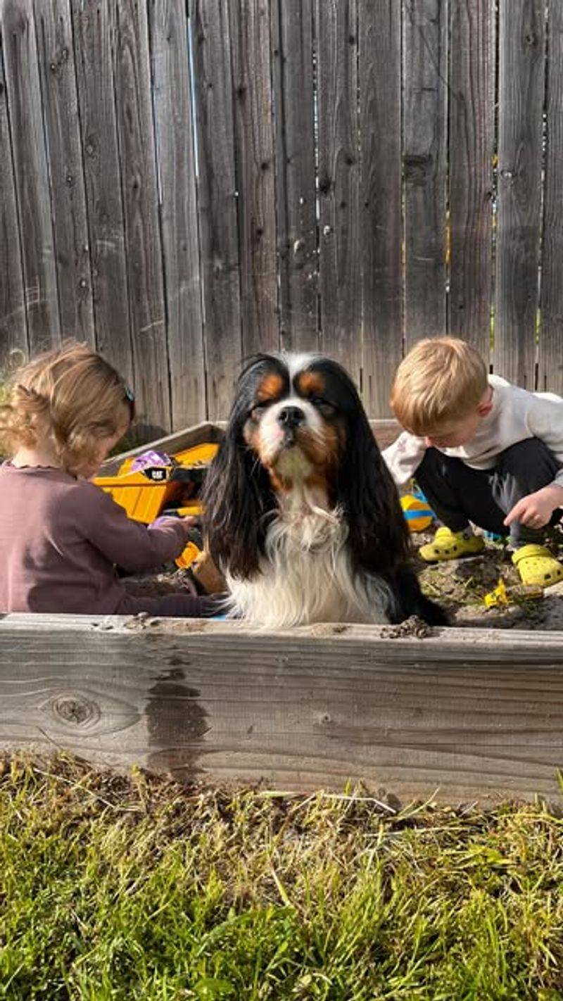 Cavalier King Charles Spaniel