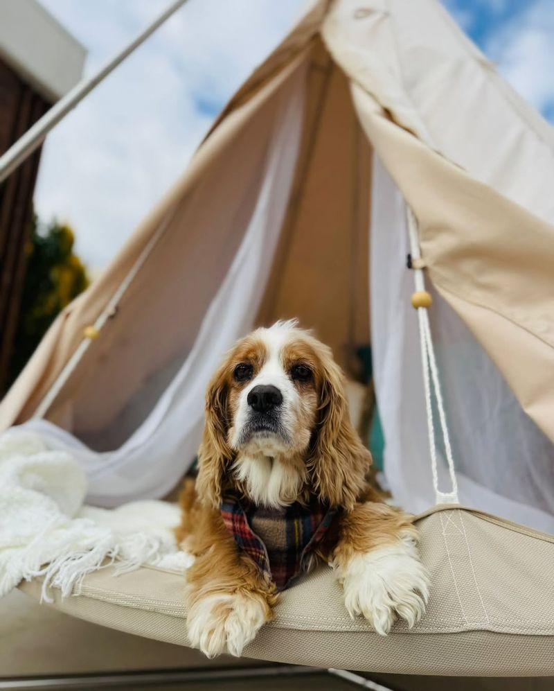 Cocker Spaniel