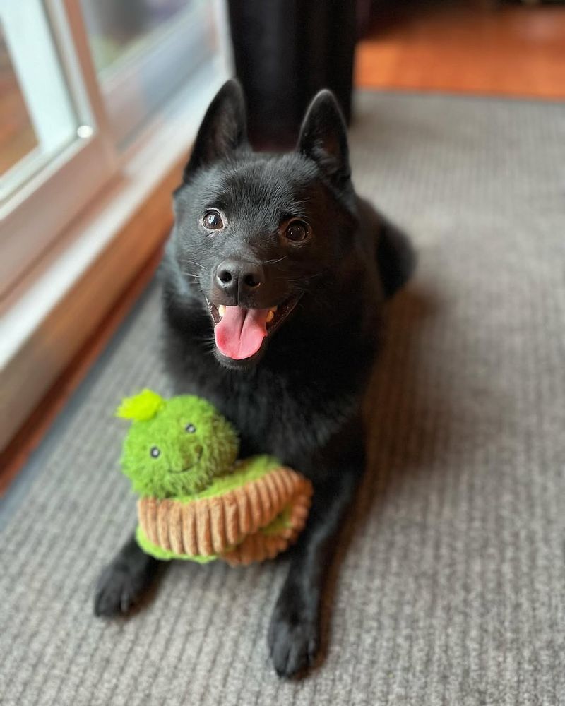 Schipperke