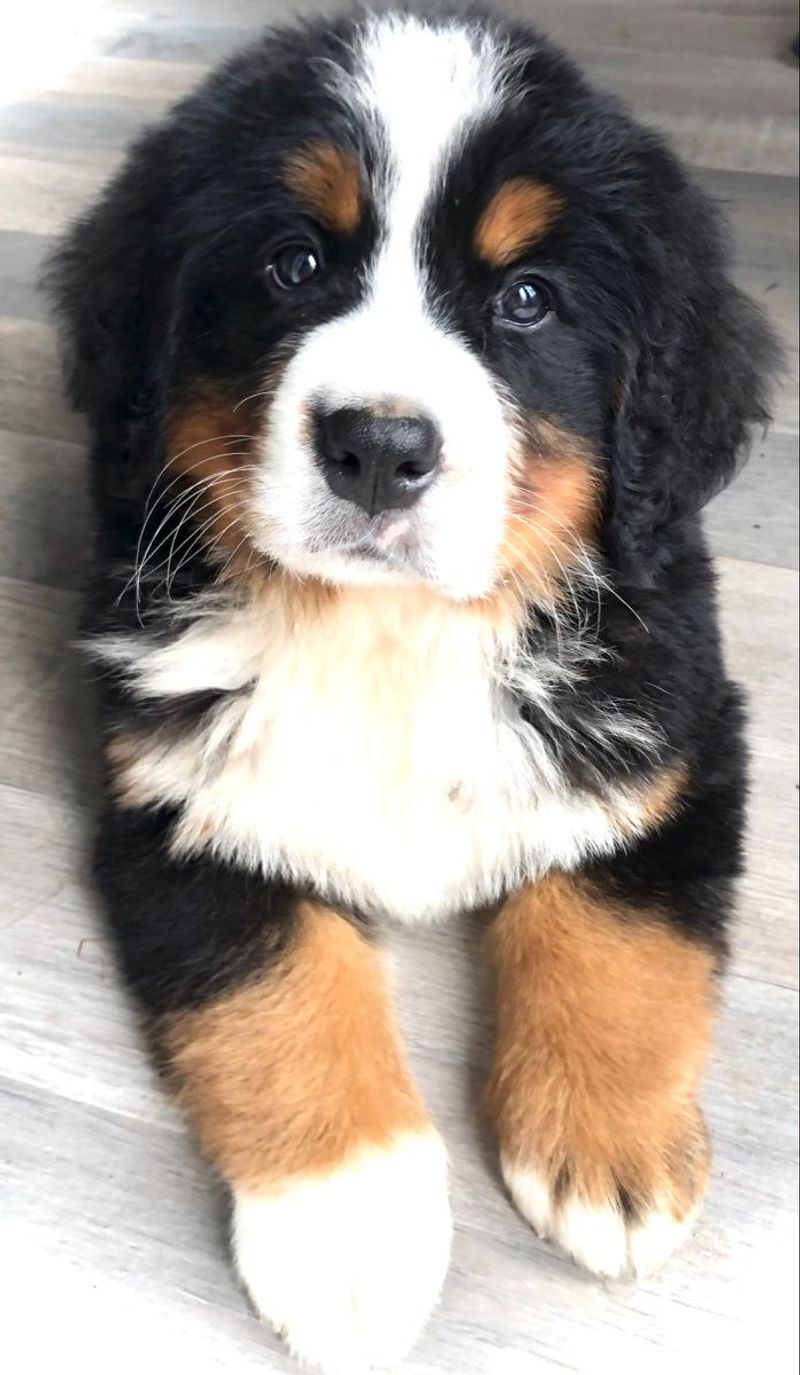 Bernese Mountain Dog