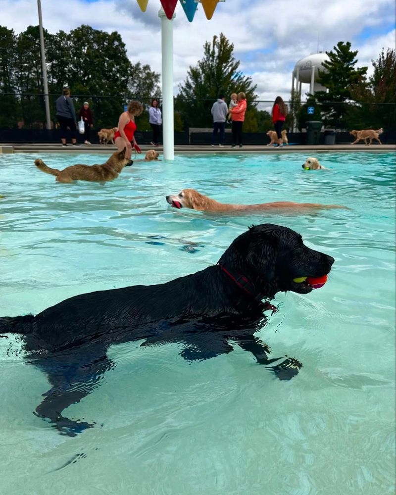 Chesapeake Bay Retriever