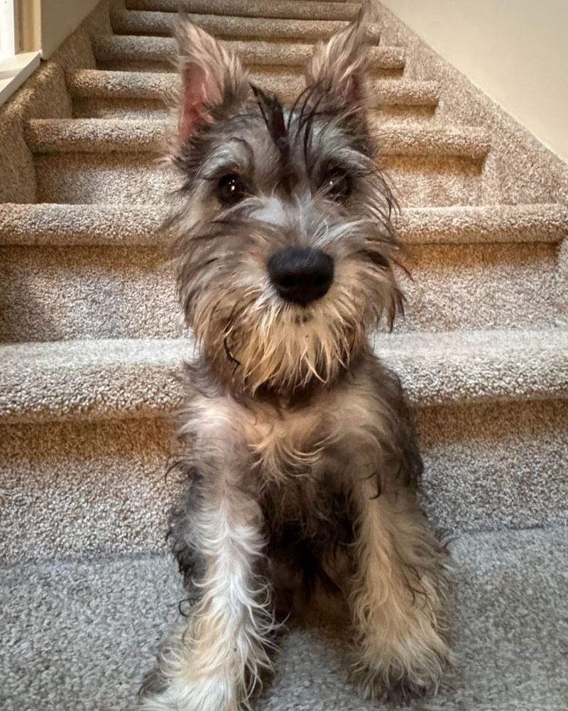 Miniature Schnauzer