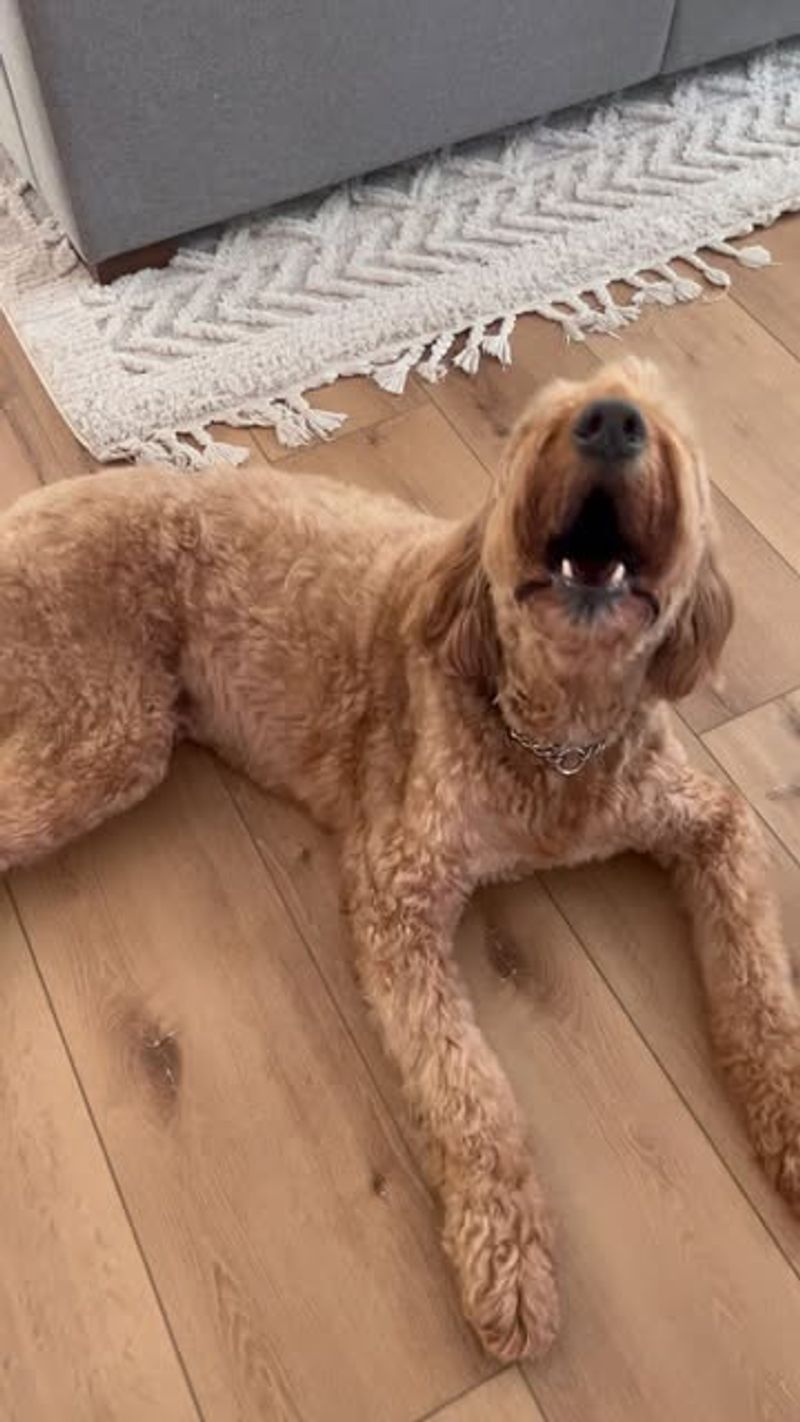 Unique Barking Patterns